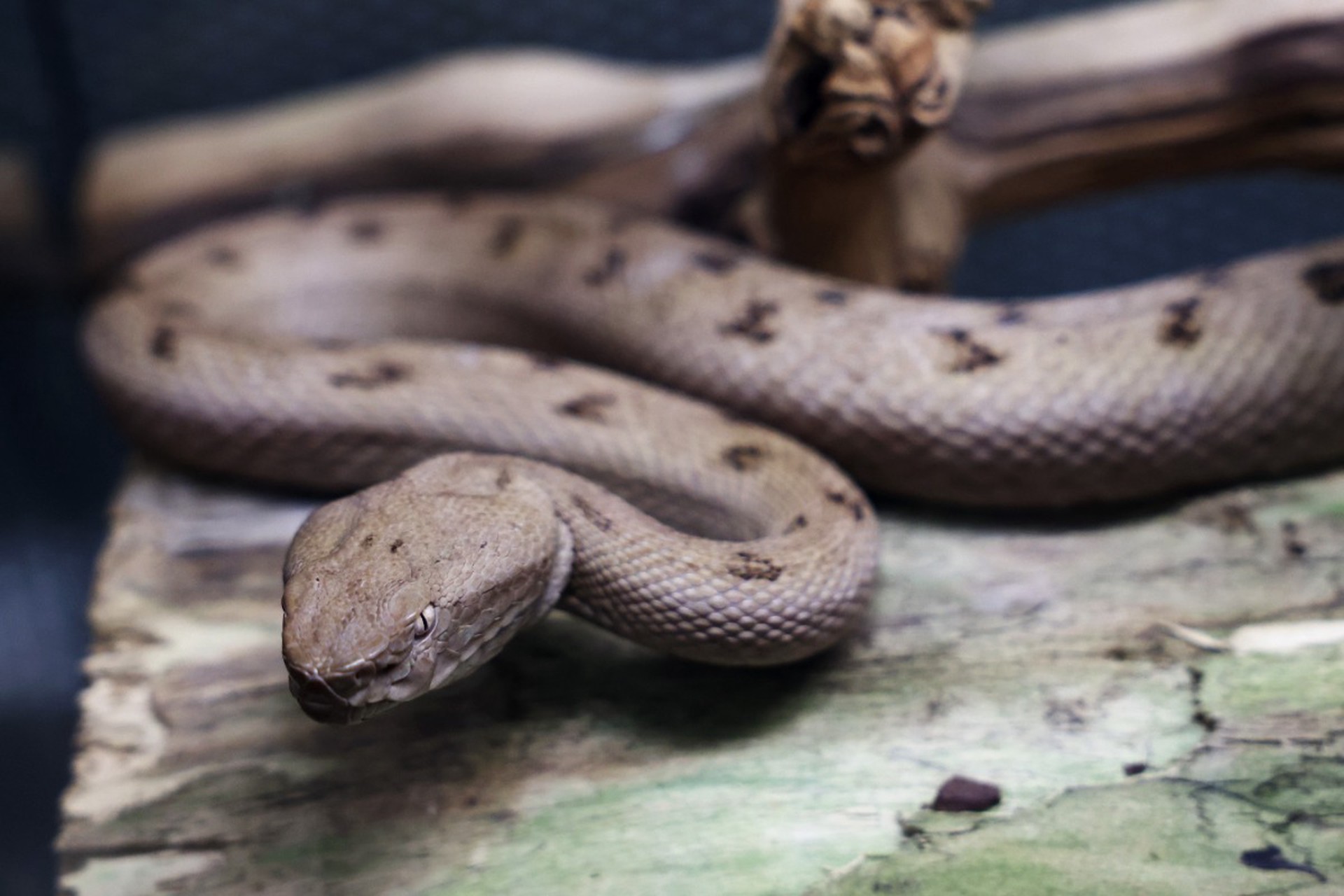 Порядок на дачном участке поможет снизить риск появления змей