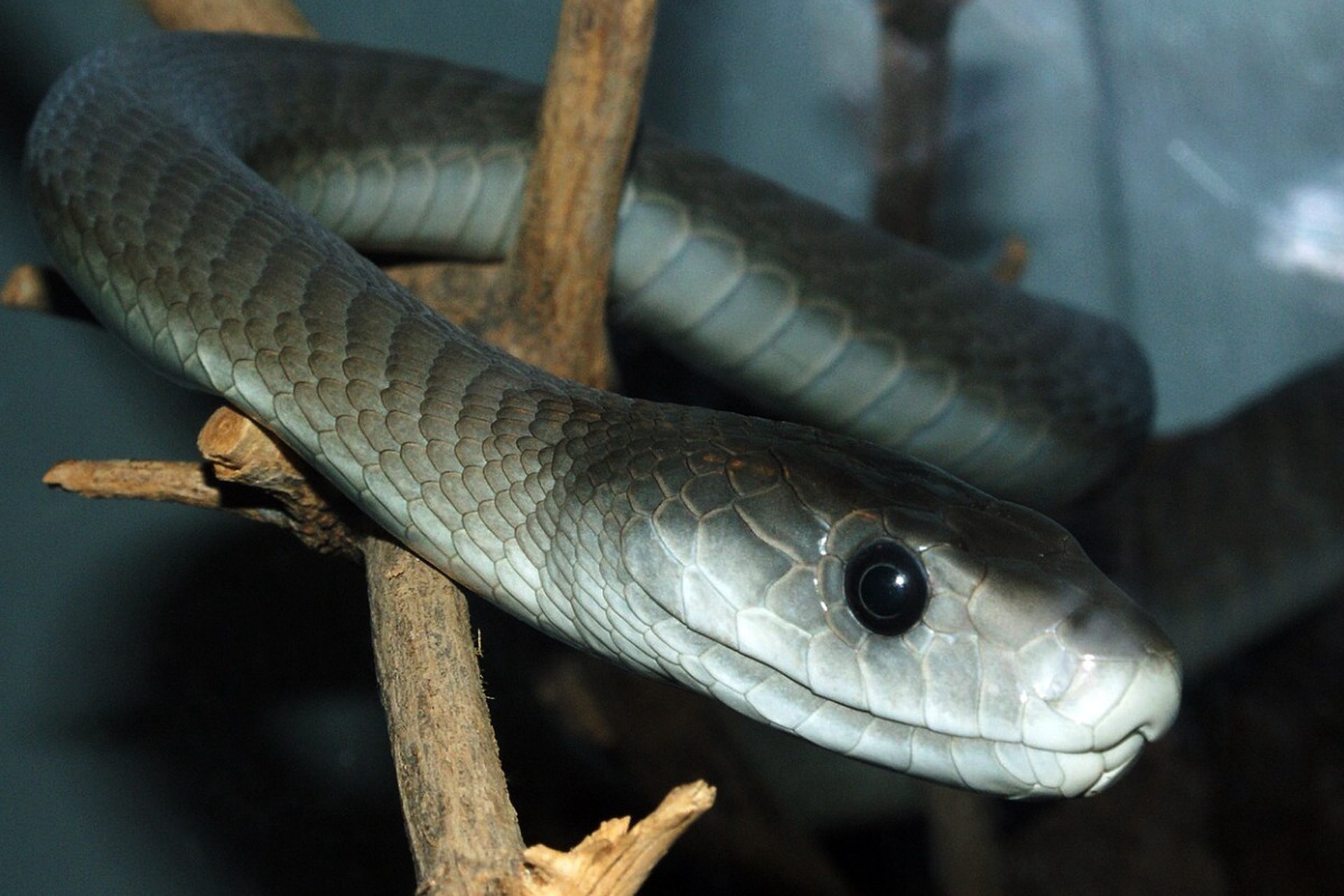 Индия использует крокодилов и змей для защиты границы