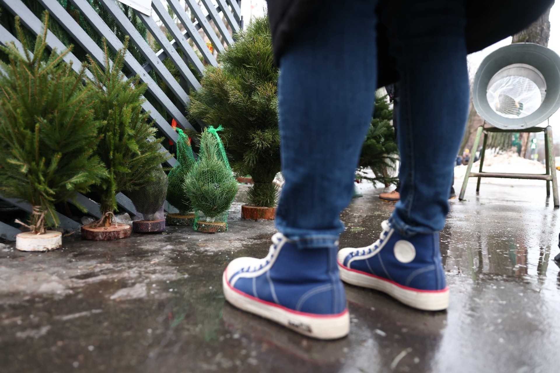 Россиян научили выбирать живую елку на Новый год