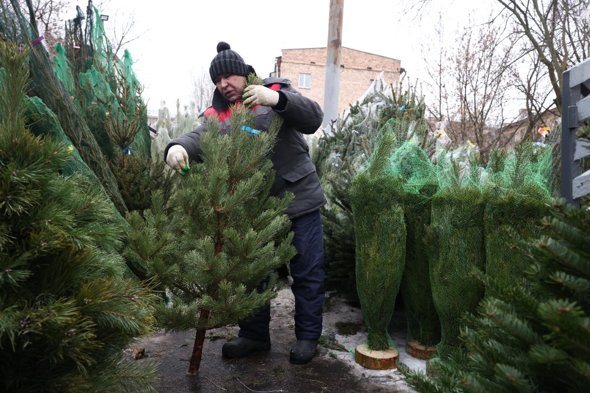 Клещи с новогодних елок атакуют россиян из-за аномально теплой зимы
