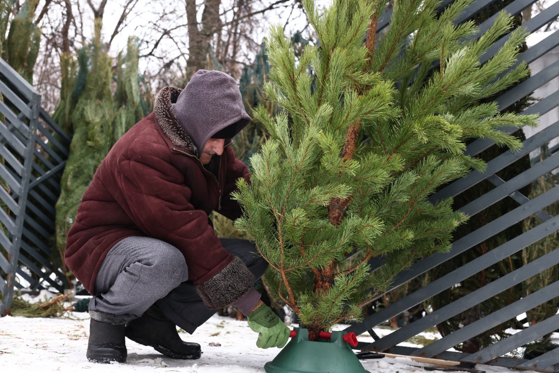 Юрист предупредил о наказании за незаконную вырубку новогодних елок