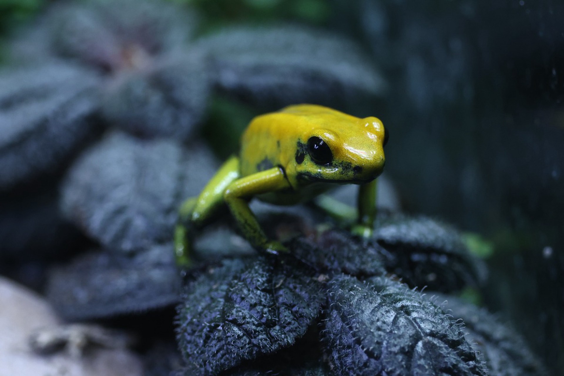 В горах Бразилии обнаружили новый вид крошечных земноводных