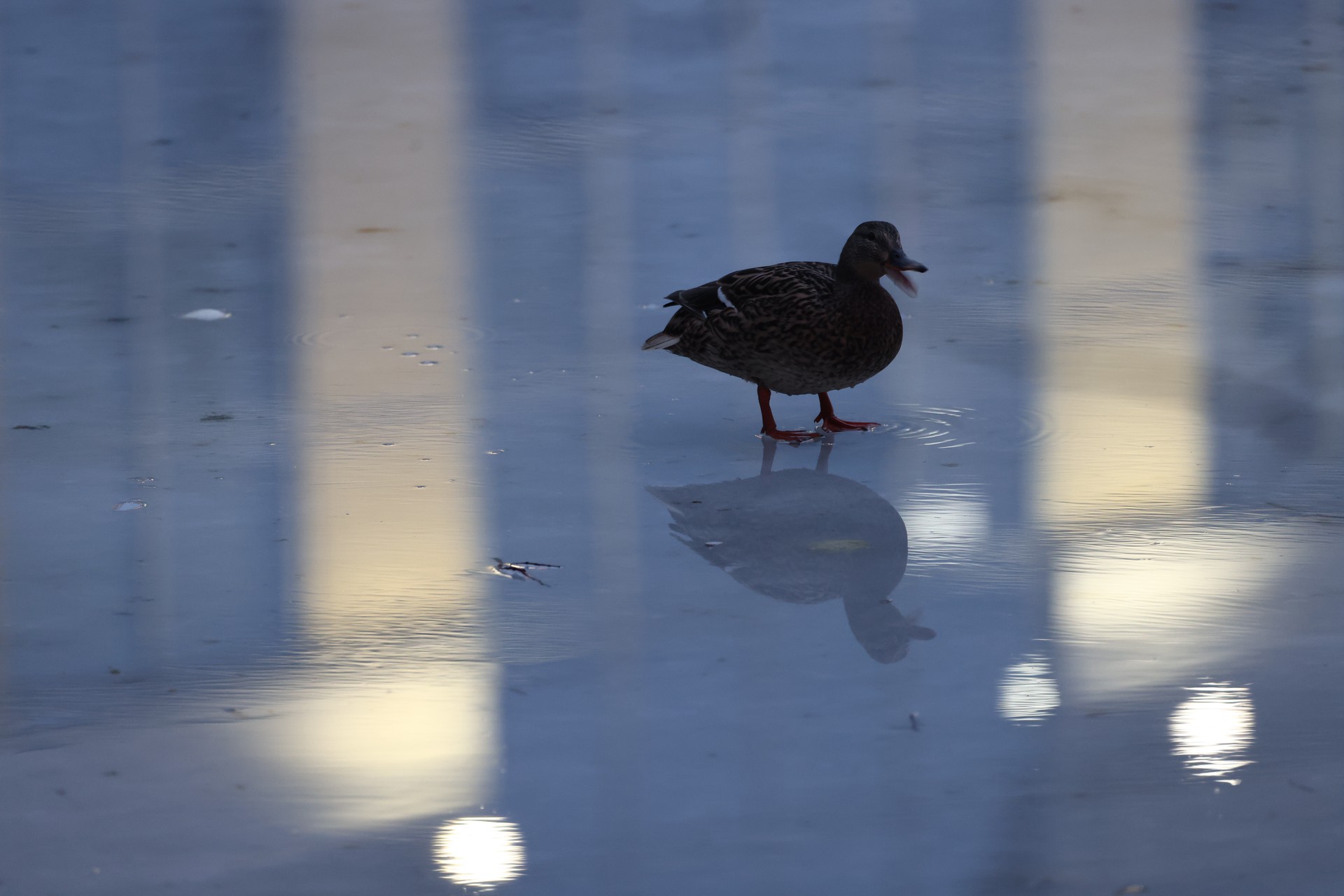 Орнитолог объяснил причину «зомби-сходки» уток в российском регионе