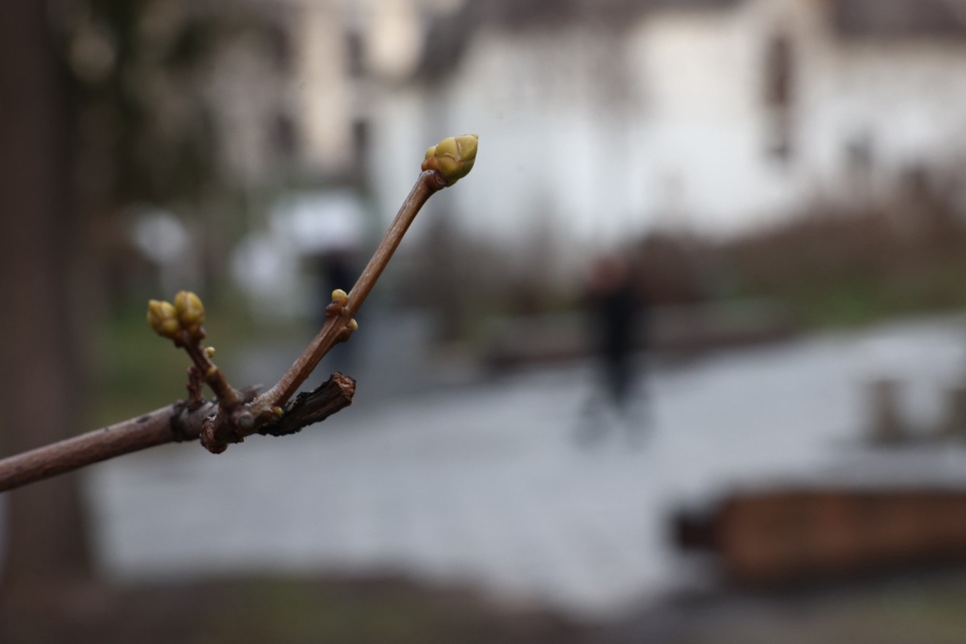Московское метеобюро: Весна в 2026 году в центральную часть России придет позже 