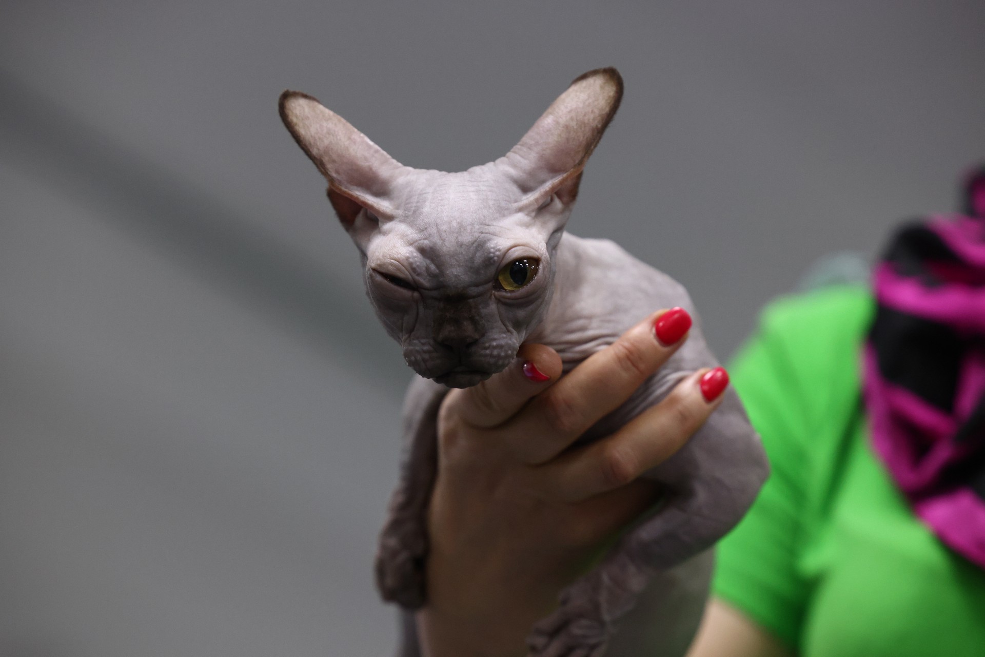 Заводчицу котят из Подмосковья обвинили в обмане покупателей на сотни тысяч рублей