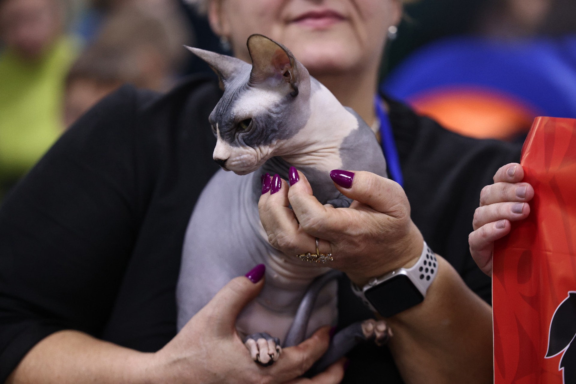 За неправильное содержание животных будут наказывать