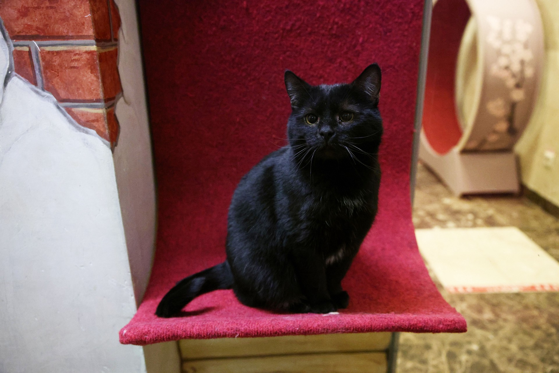 Экстрасенс развенчала миф об опасности черных кошек для человека