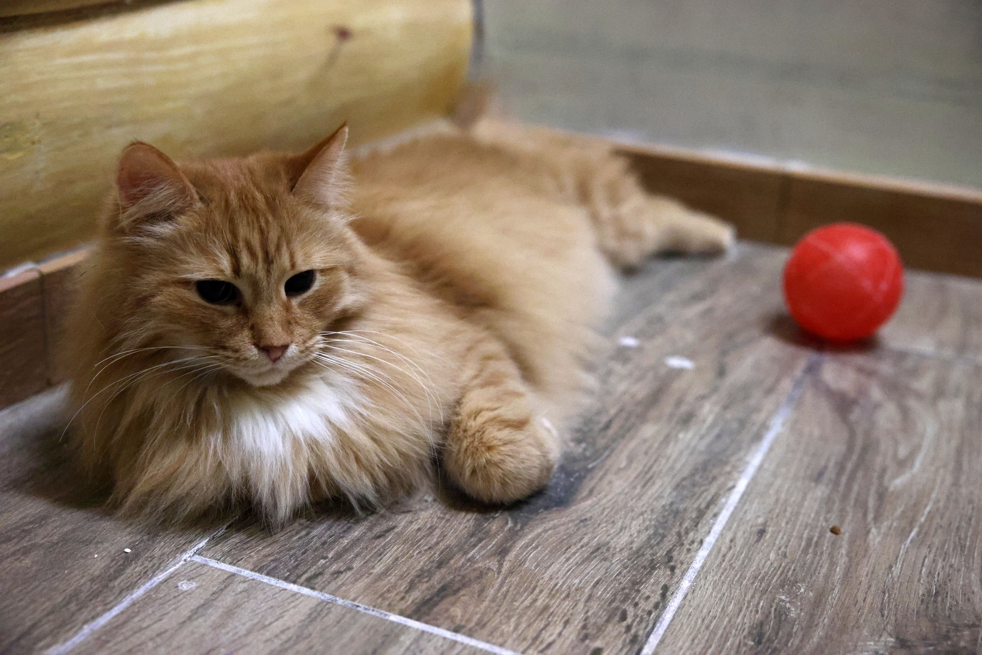 Ветеринар назвала правила подготовки квартиры к появлению питомца