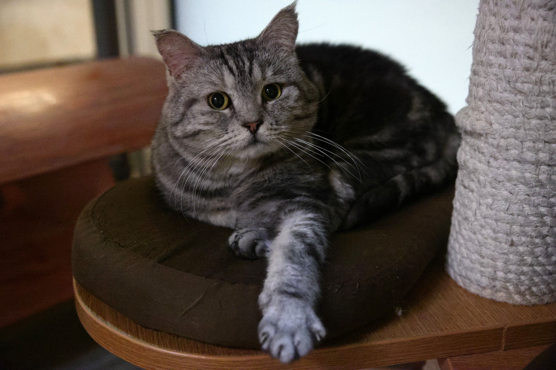 Ветеринар рассказал, может ли из-за кошек возникнуть шизофрения