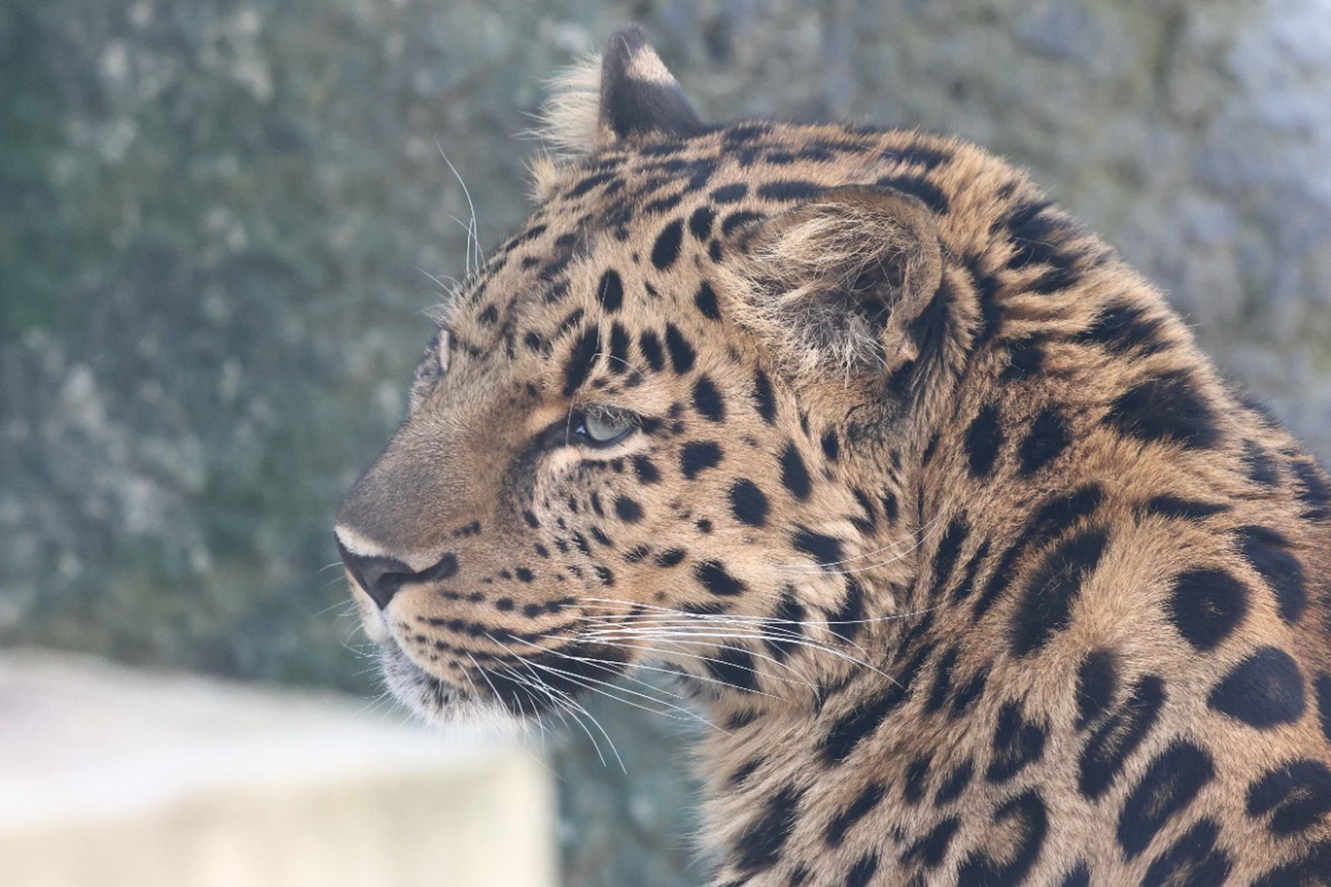 Леопард устроил охоту на домашних животных в российском регионе