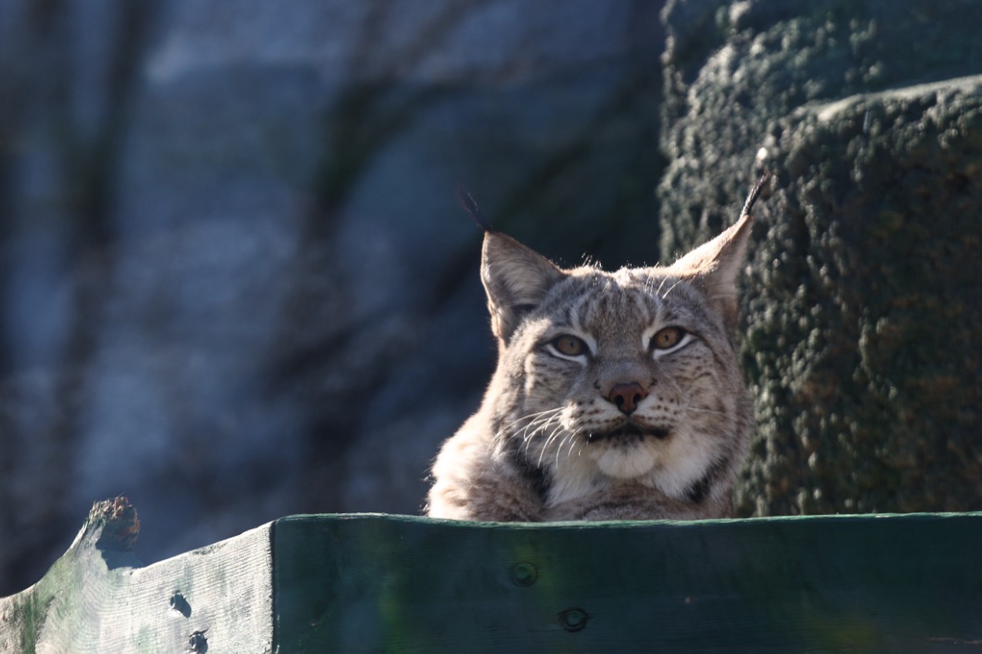 Жителей Подмосковья предупредили о нашествии рысей