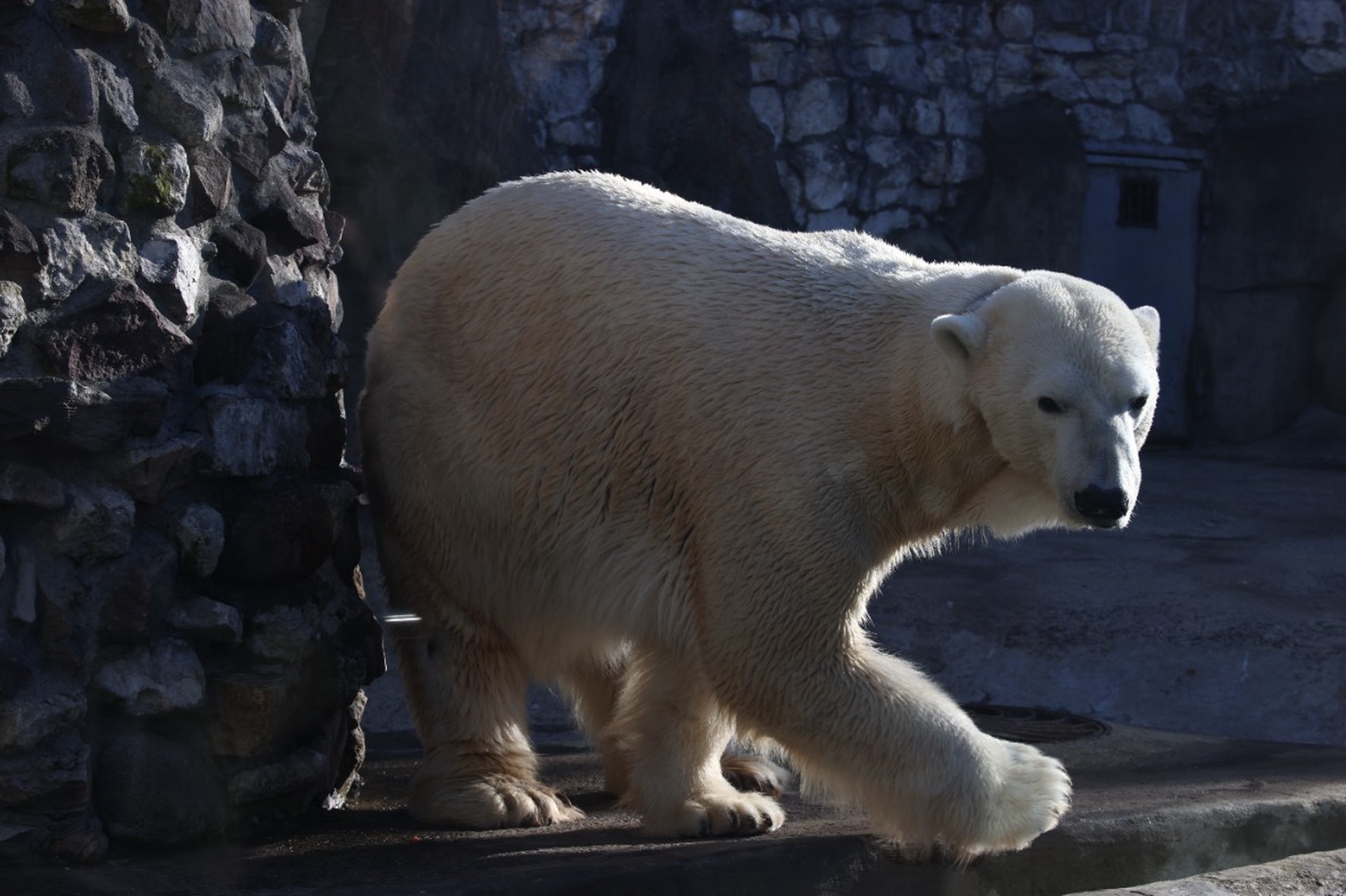 Белые медведи Кай и Герда из Новосибирского зоопарка стали родителями в седьмой раз