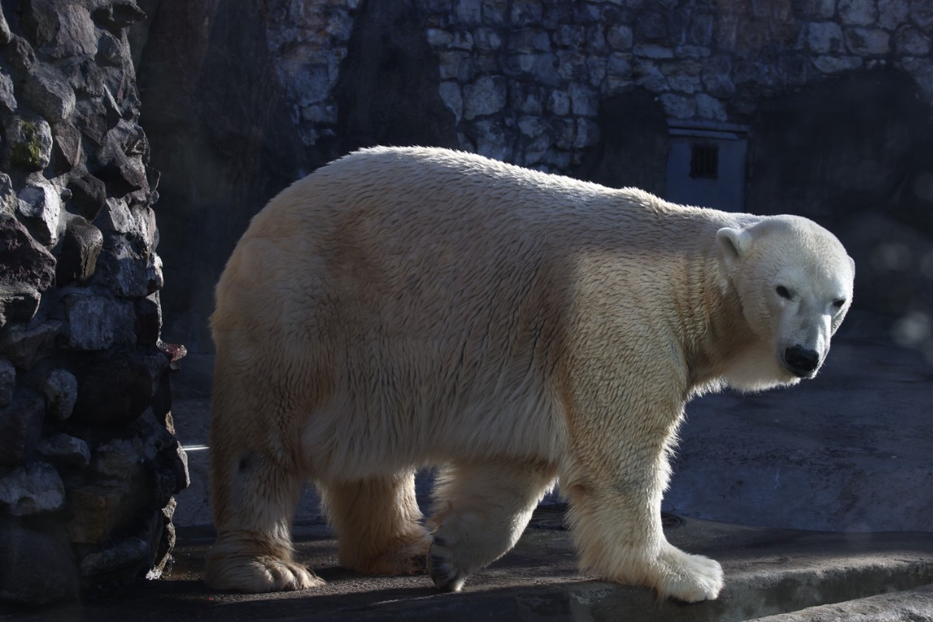 Японцы захотели получить белого медведя из России