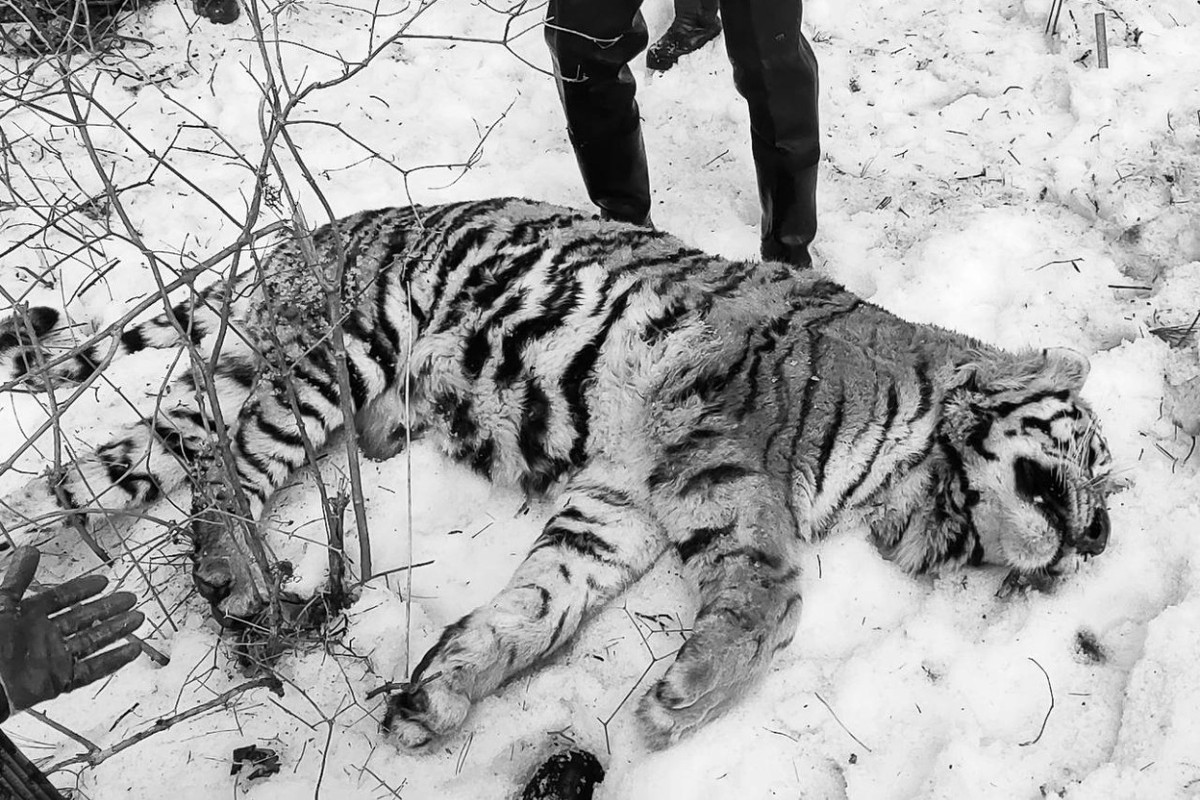 В Приморье застрелили амурского тигра при повторном нападении на человека