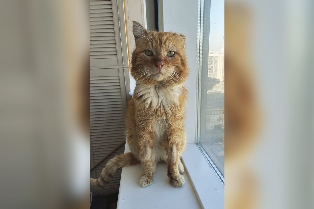 Умер рыжий кот Хатико из Дагестана, проживший семь лет на могиле хозяина