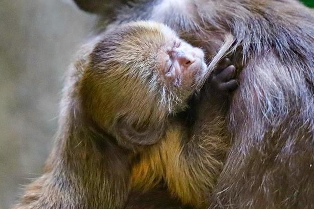 Детёныш краснокнижного капуцина плаксы родился в Московском зоопарке