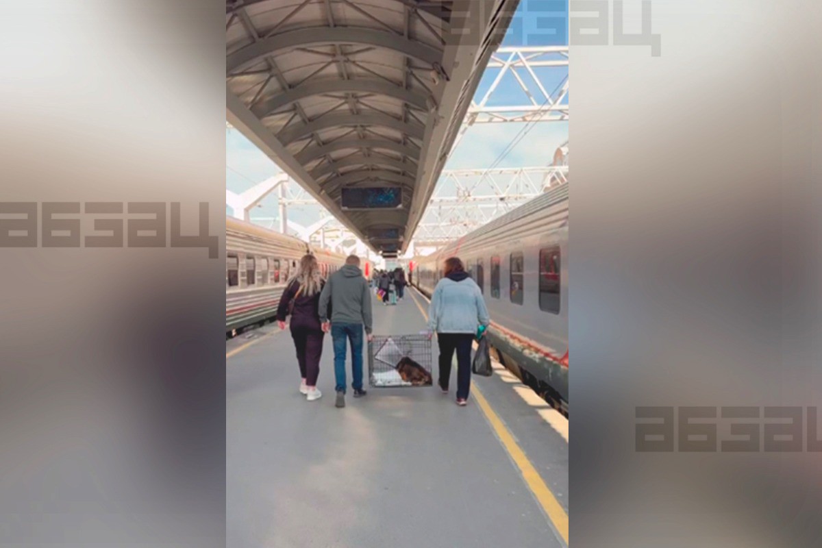 Депутат потребовал проверить действия отказавших в перевозке пса из Белгорода сотрудников РЖД