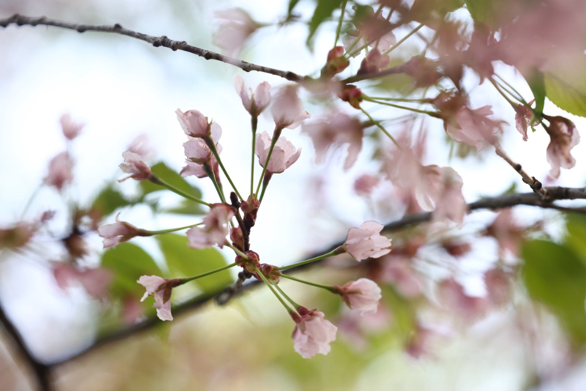 Майские приметы и народные традиции: от Егория до Николы