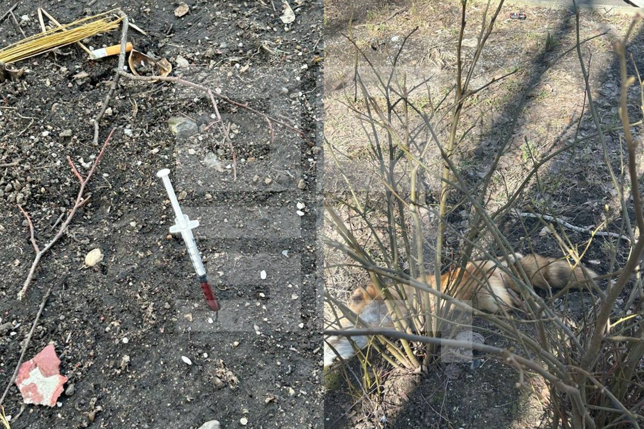 «Кошки в зоопарке оказались дороже людей»: соседи пытавшегося отравить животных в Московском зоопарке просят о помощи