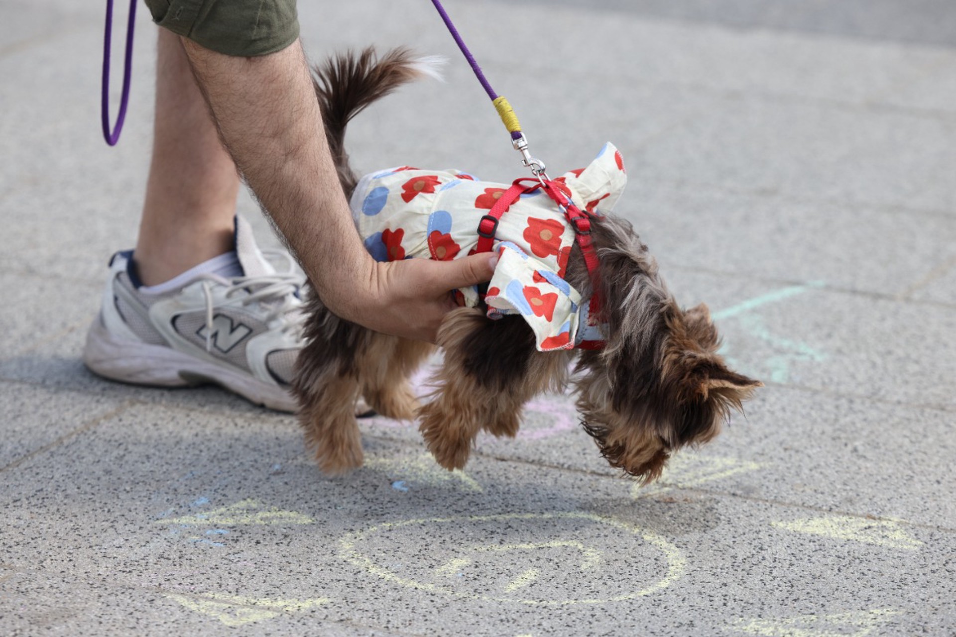 Кинолог объяснил, как реагировать на лужи радости собак