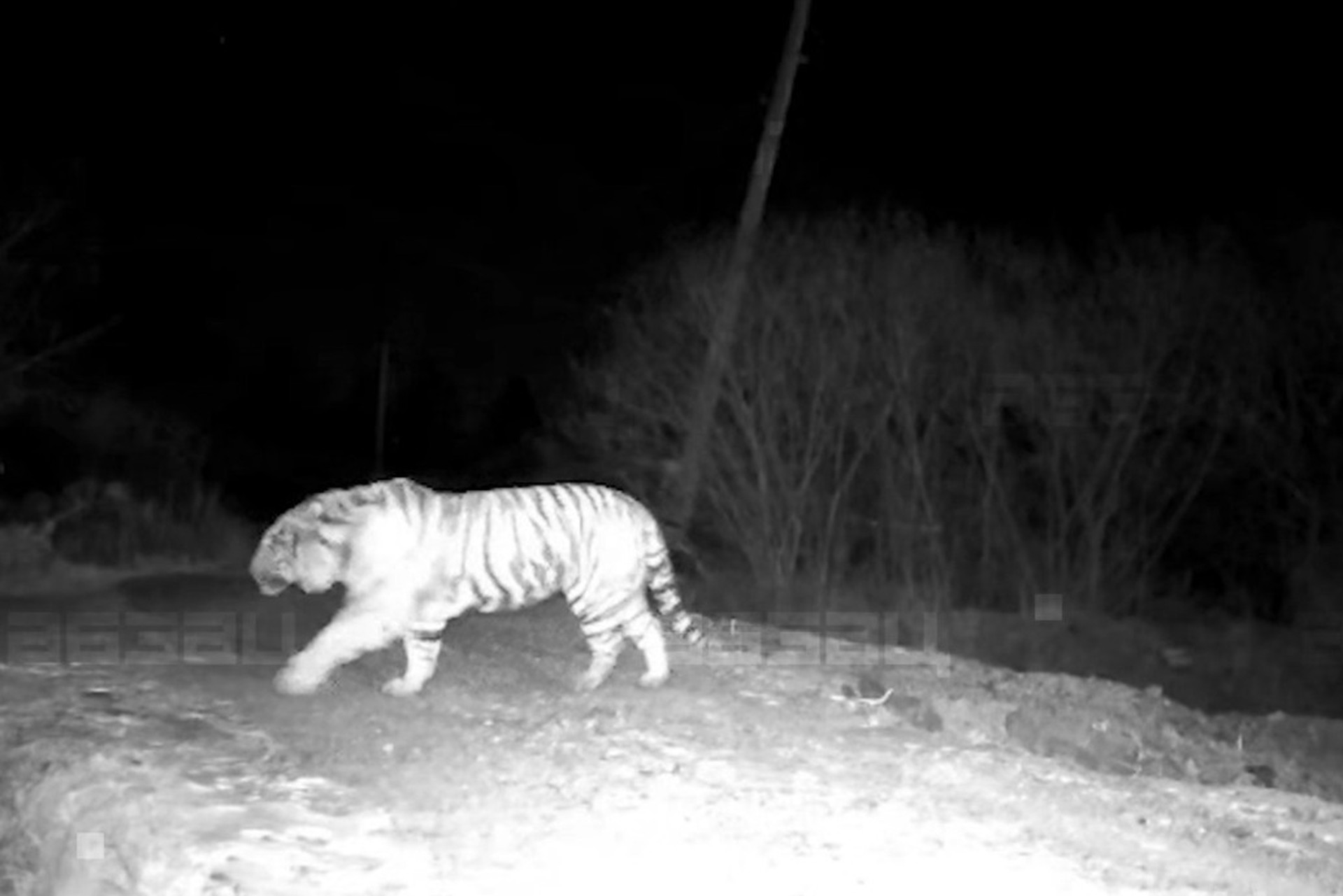 Тигр повадился ходить в приморское село и съел собаку