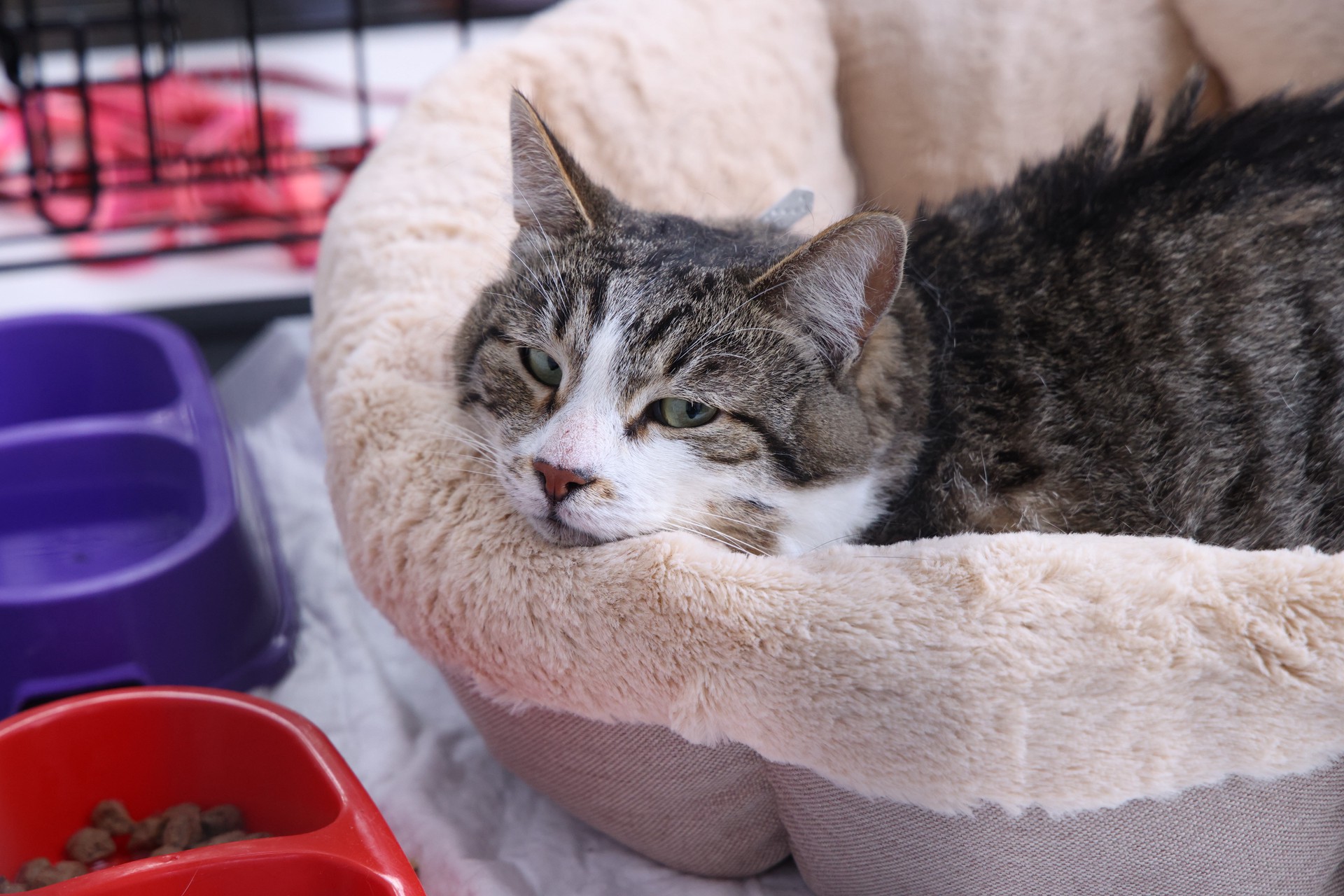 Стало известно, что чувствуют кошки при отъезде хозяев в отпуск