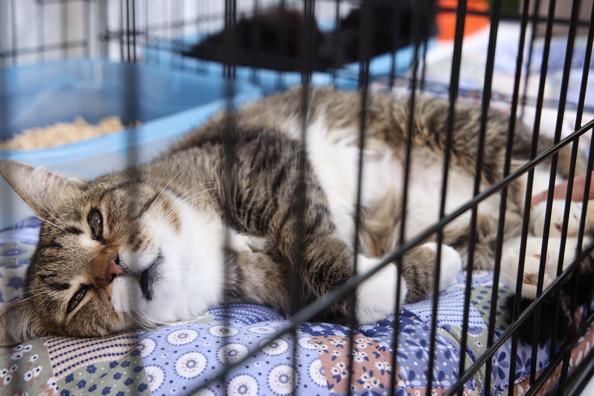 Украинцев возмутили «русскоязычные» коты