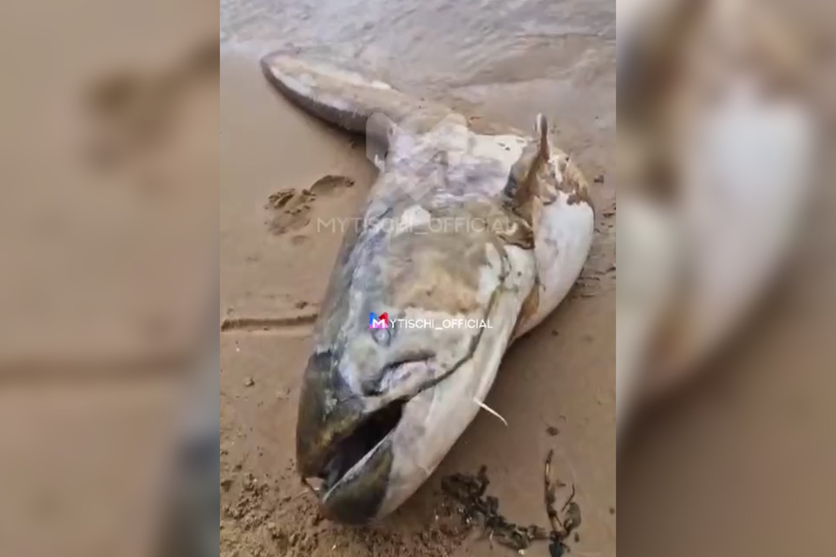 Сома-гиганта выбросило на берег Клязьминского водохранилища