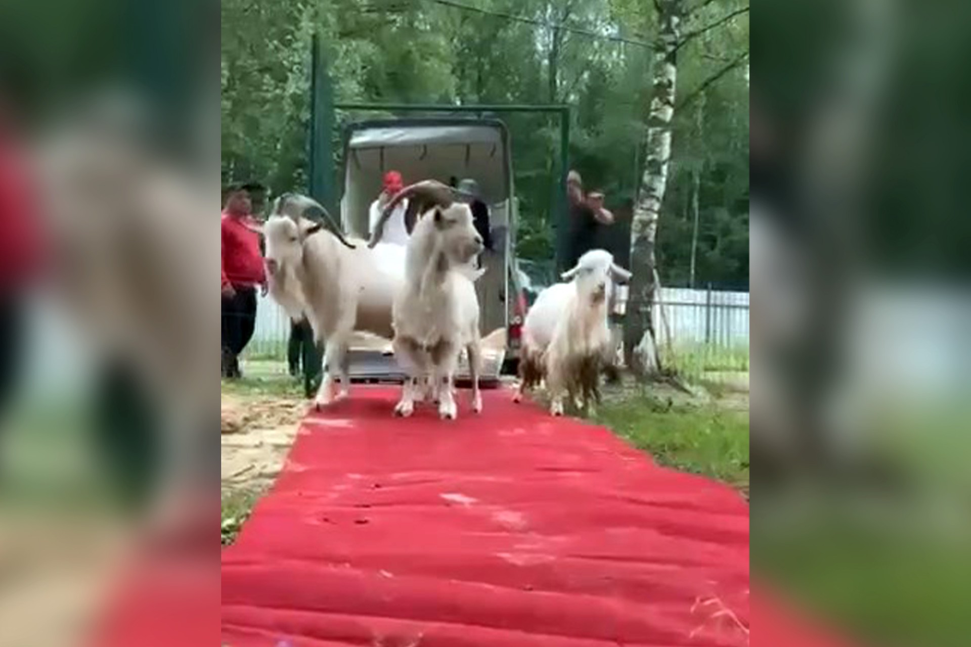 Владелец бутовских коз пожаловался на беззаконие