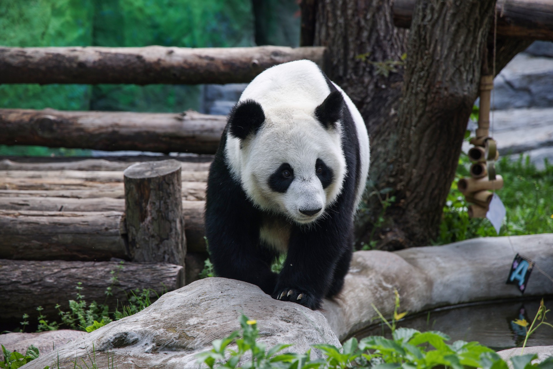 Япония лишится панд впервые за полвека