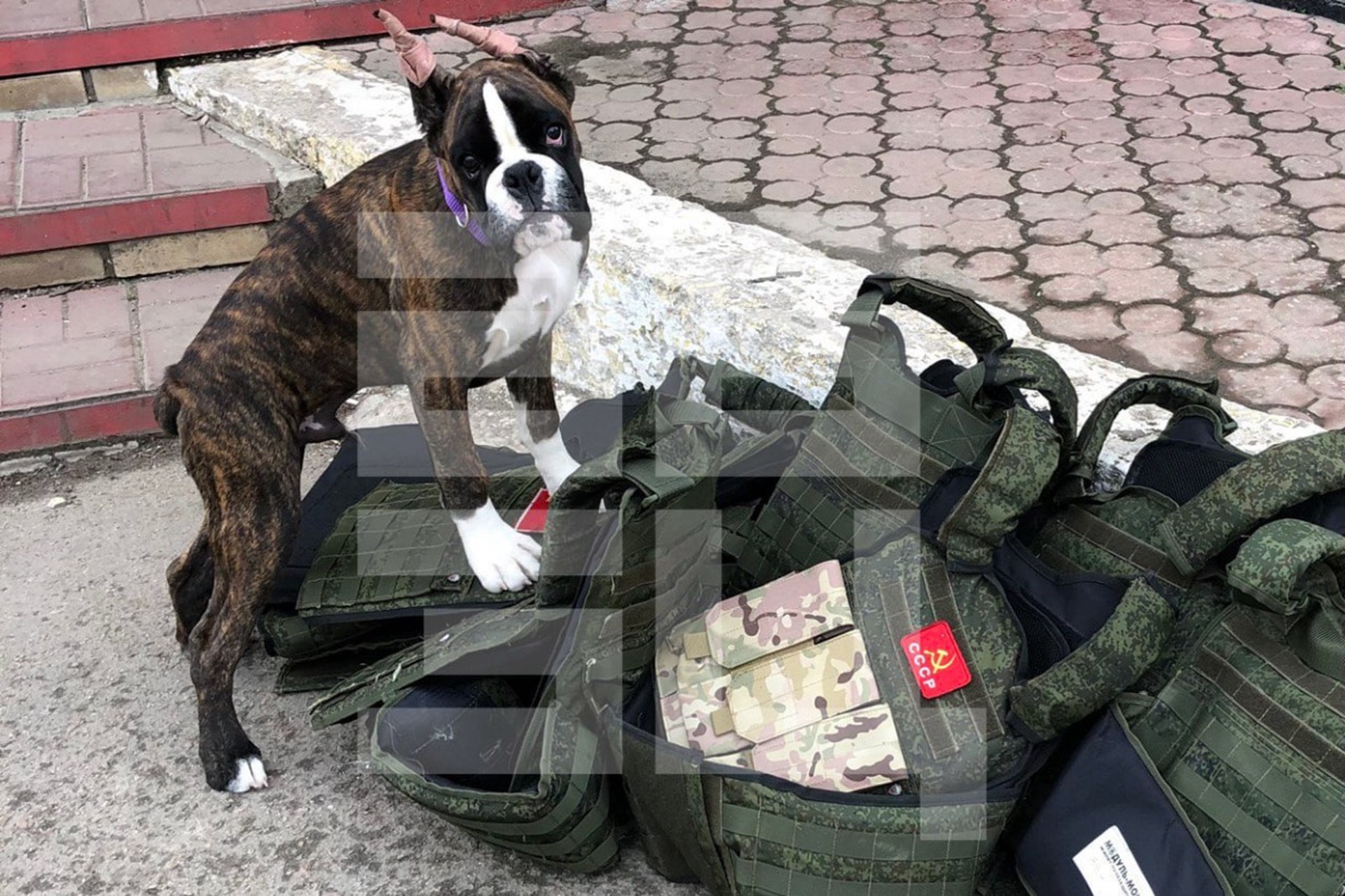 Немецкий боксер Донбасс ездит с военным ансамблем в зону СВО