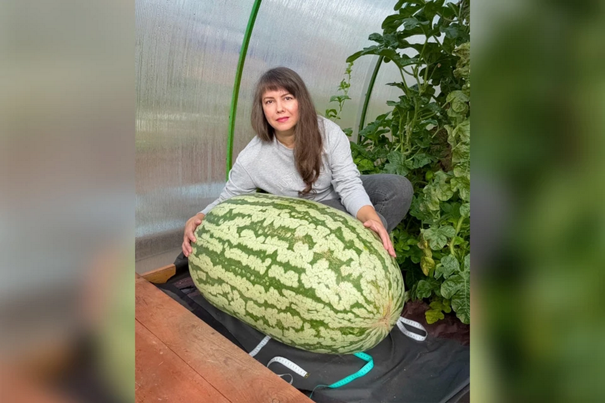 Дачница-рекордсменка вырастила почти 100-килограммовый арбуз