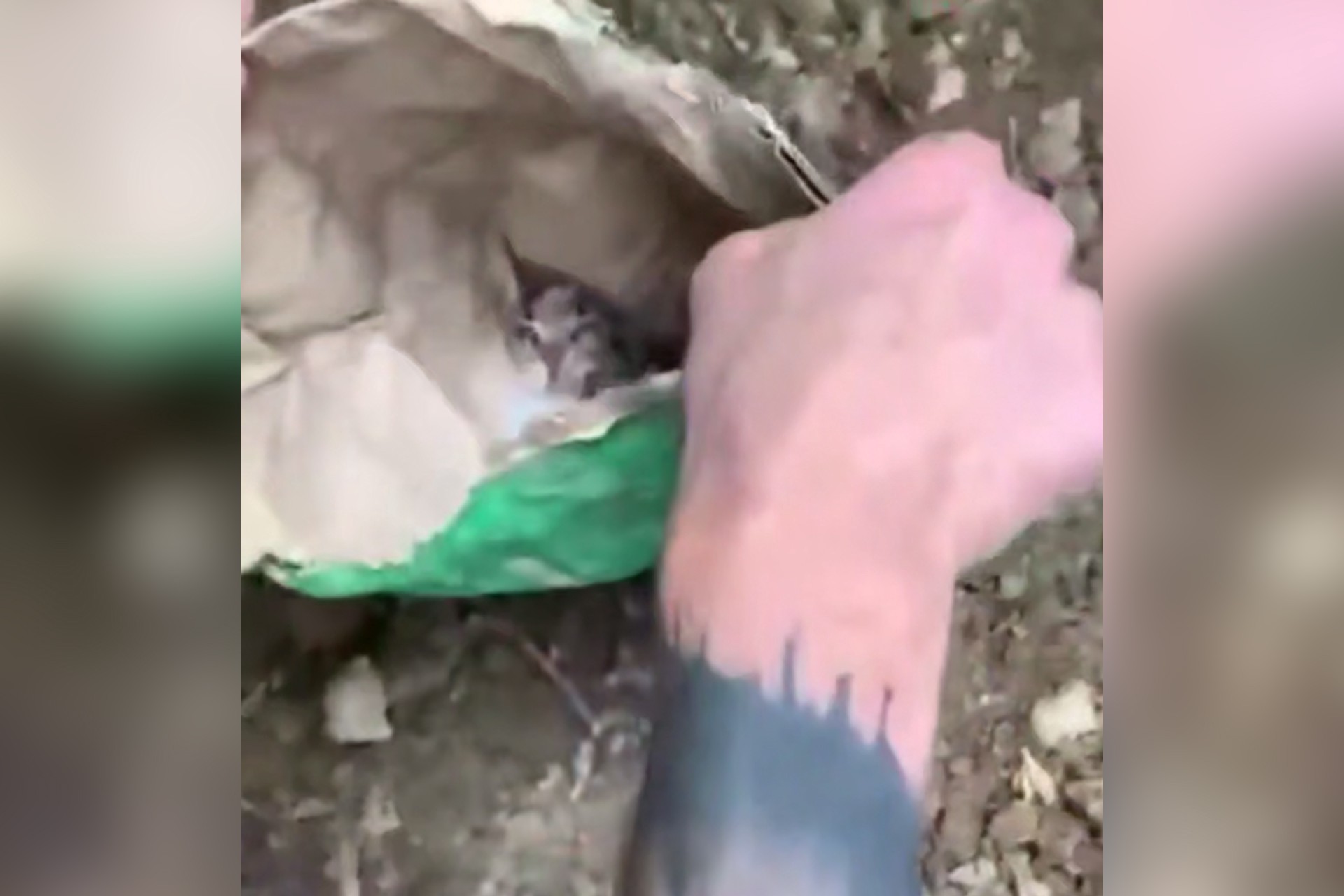 Заживо похороненную живодерами кошку спасли в Краснодарском крае