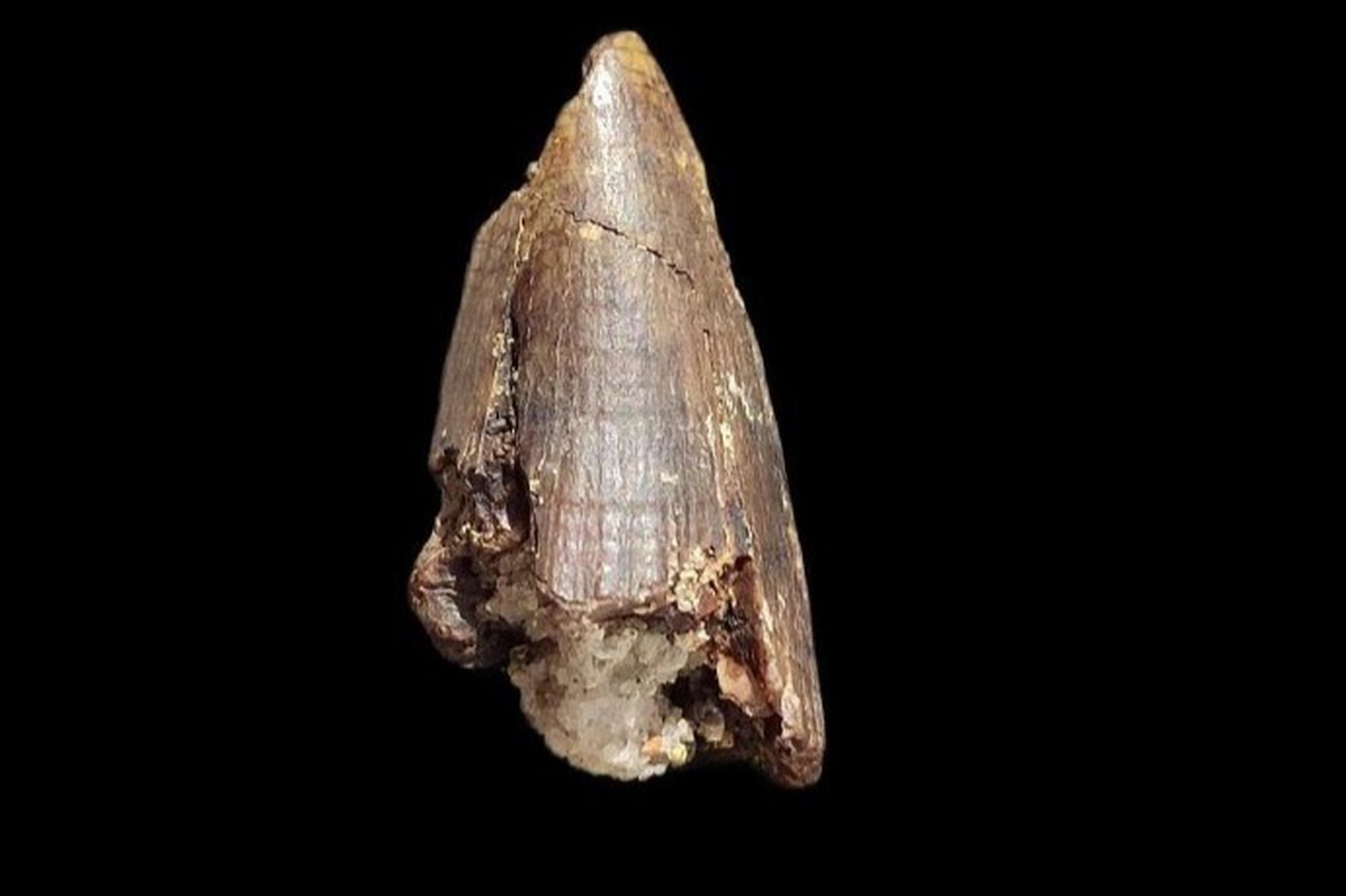 В Курской области нашли зуб мозазавра, жившего 66 миллионов лет назад