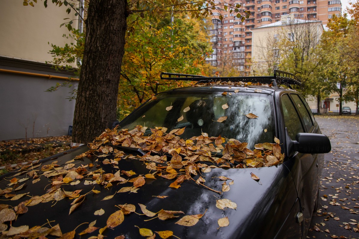 Автоэксперт объяснил, зачем включать кондиционер в машине осенью