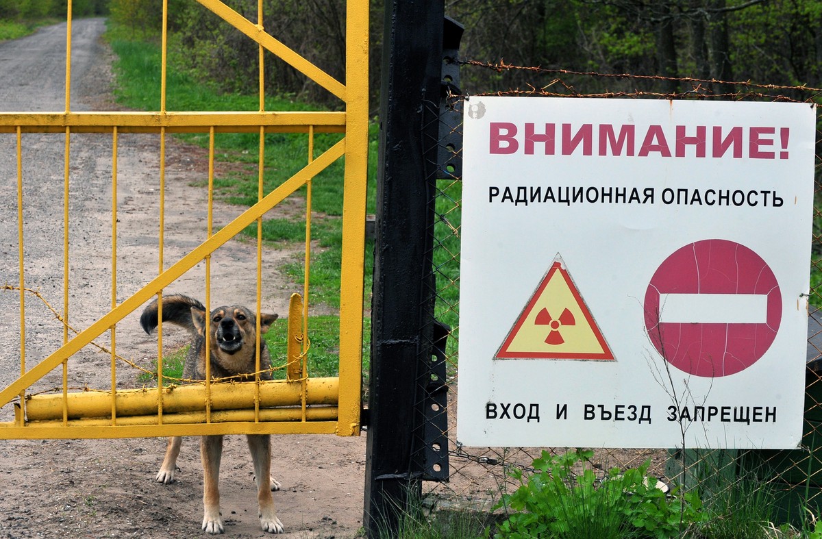 Эксперт по радиации объяснил, откуда в Чернобыле взялись синие собаки