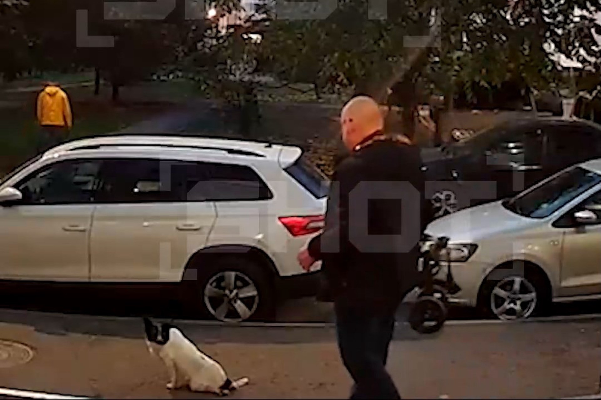 Живодер может получить пять лет колонии за мучения собаки