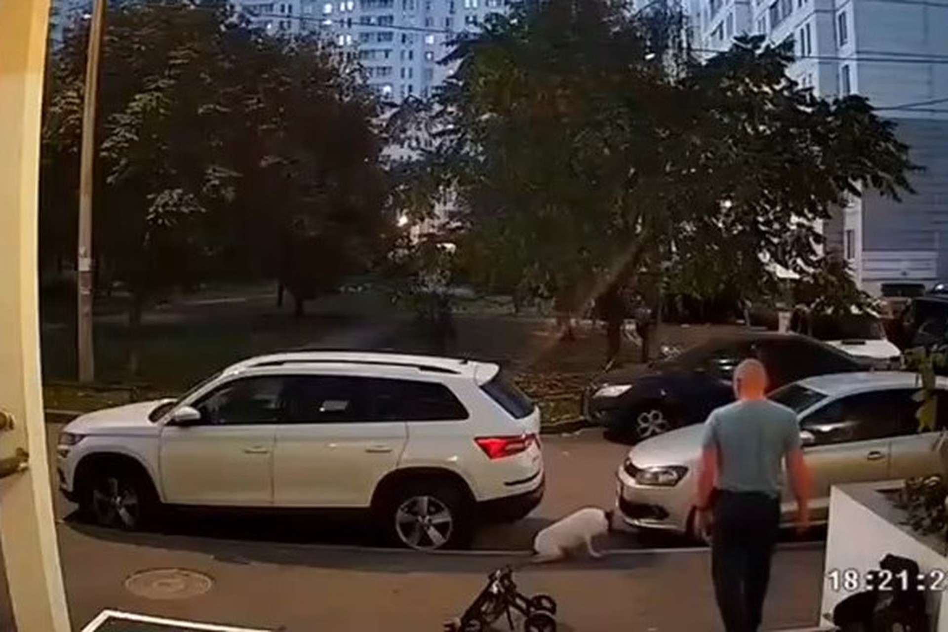 Живодер может получить пять лет колонии за мучения собаки