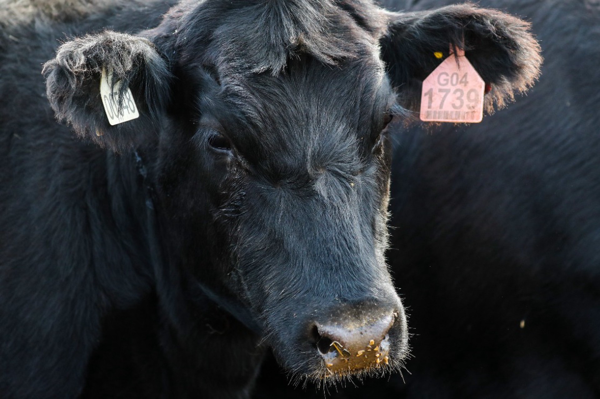 Бык занял место покойника в свежевырытой могиле
