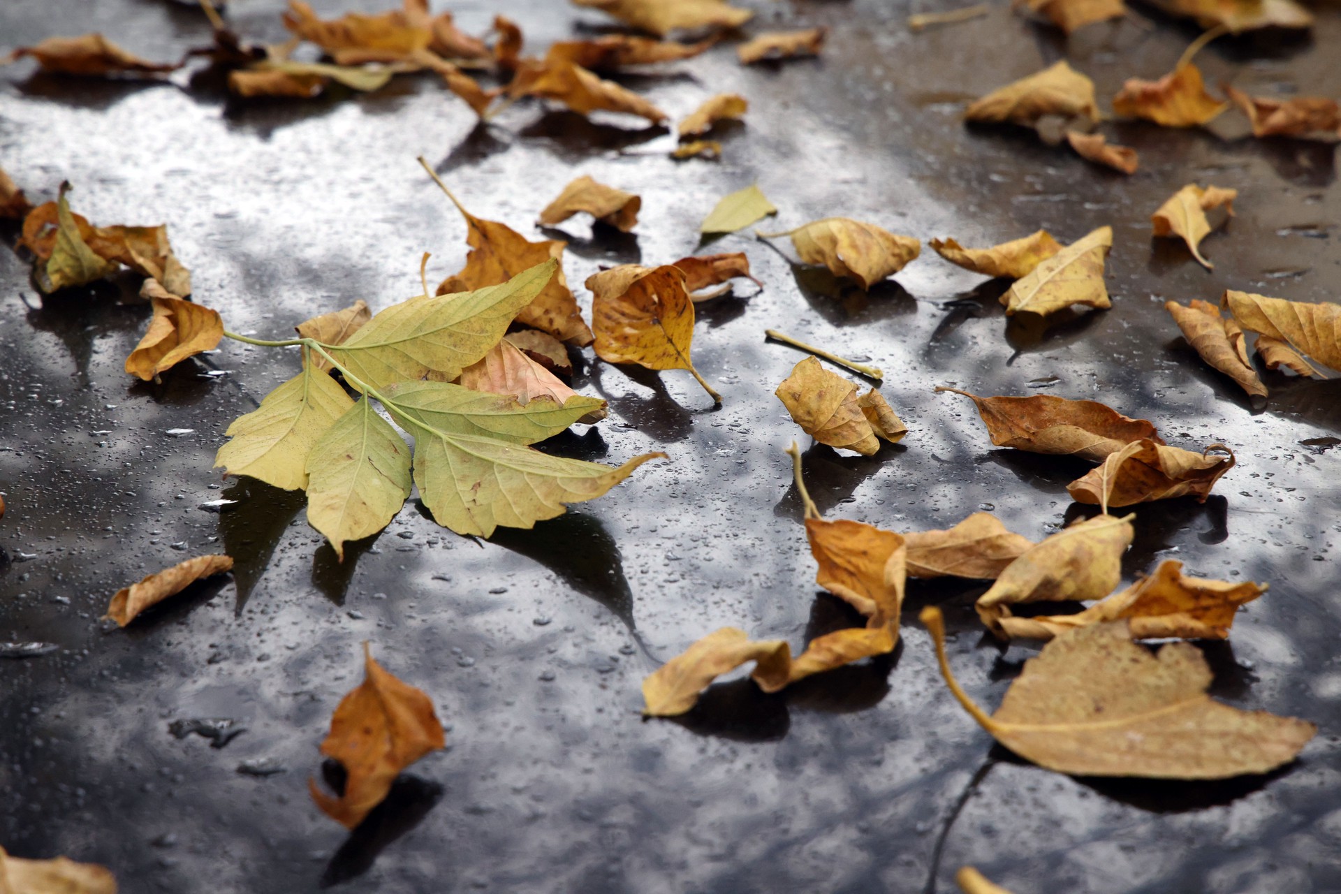 Врач предупредил об опасности осенней фотосессии
