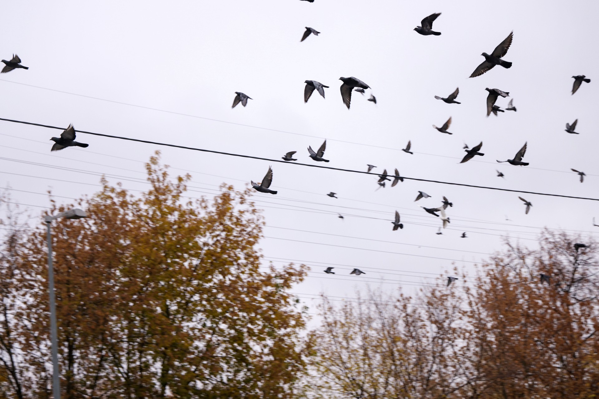 Россия может использовать голубей-киборгов на фронте наравне с боевыми дельфинами