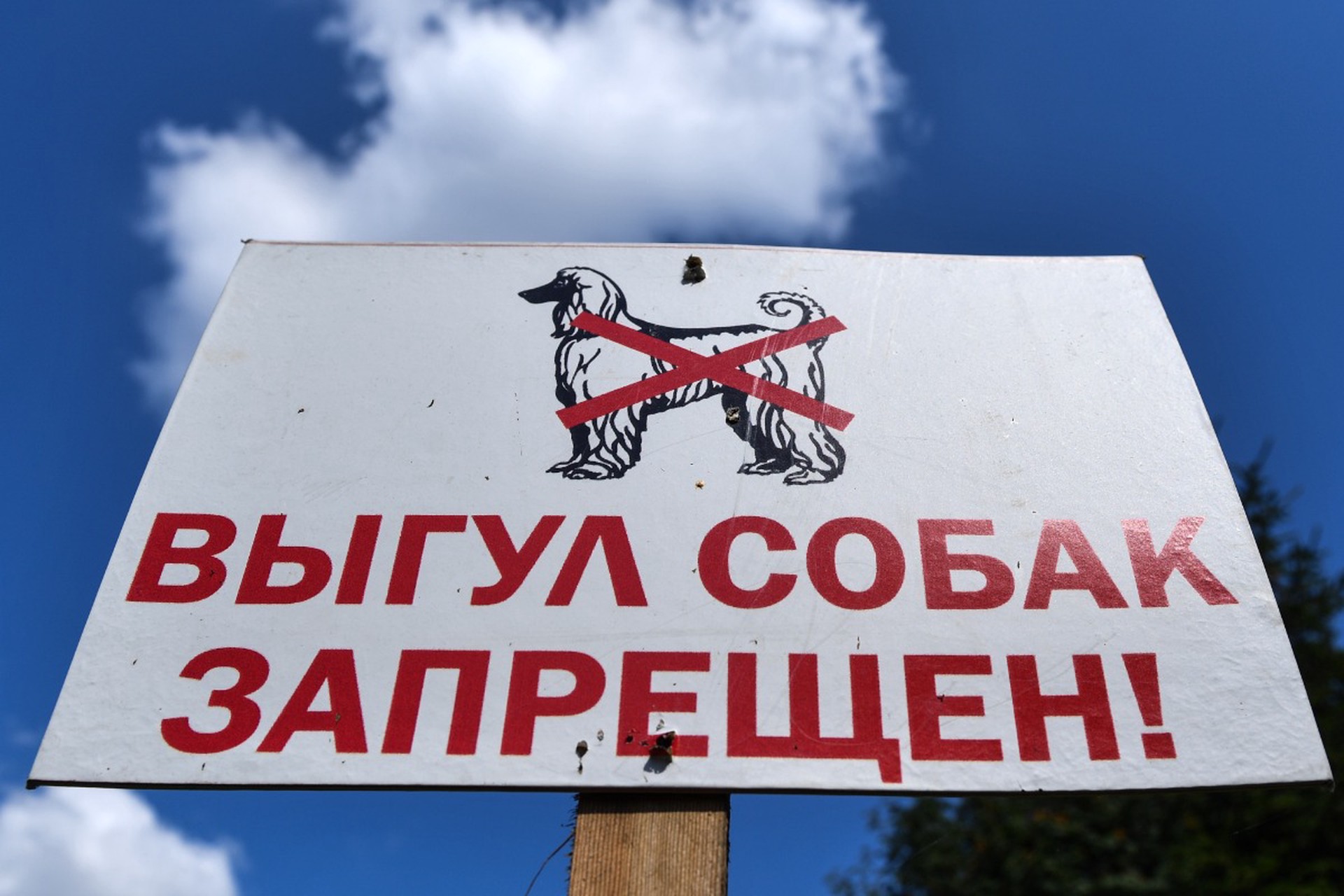 Юрист объяснила, что позволило оштрафовать москвичку за не смытую с газона мочу собаки