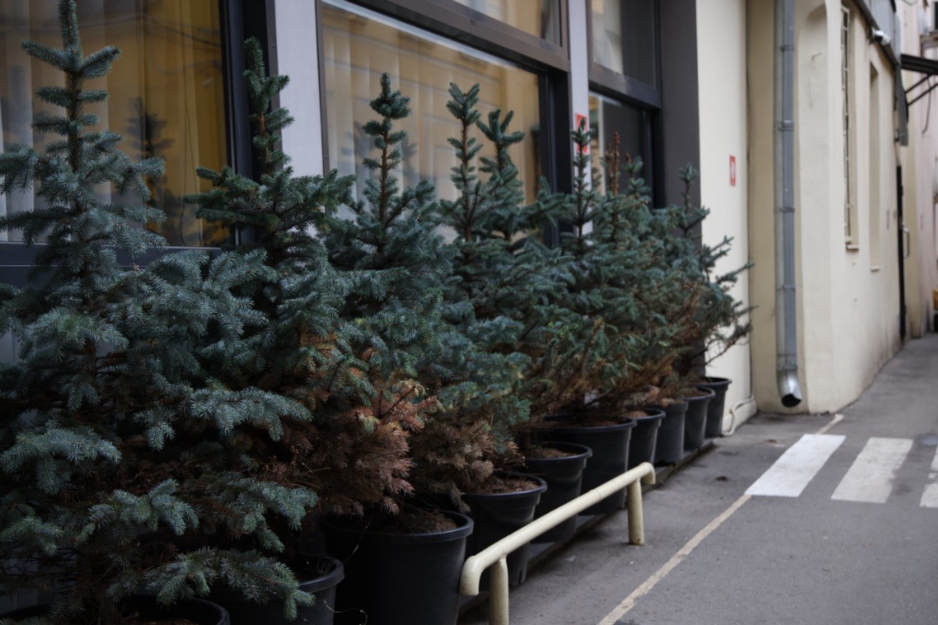 Россиянам грозит штраф за старую новогоднюю традицию