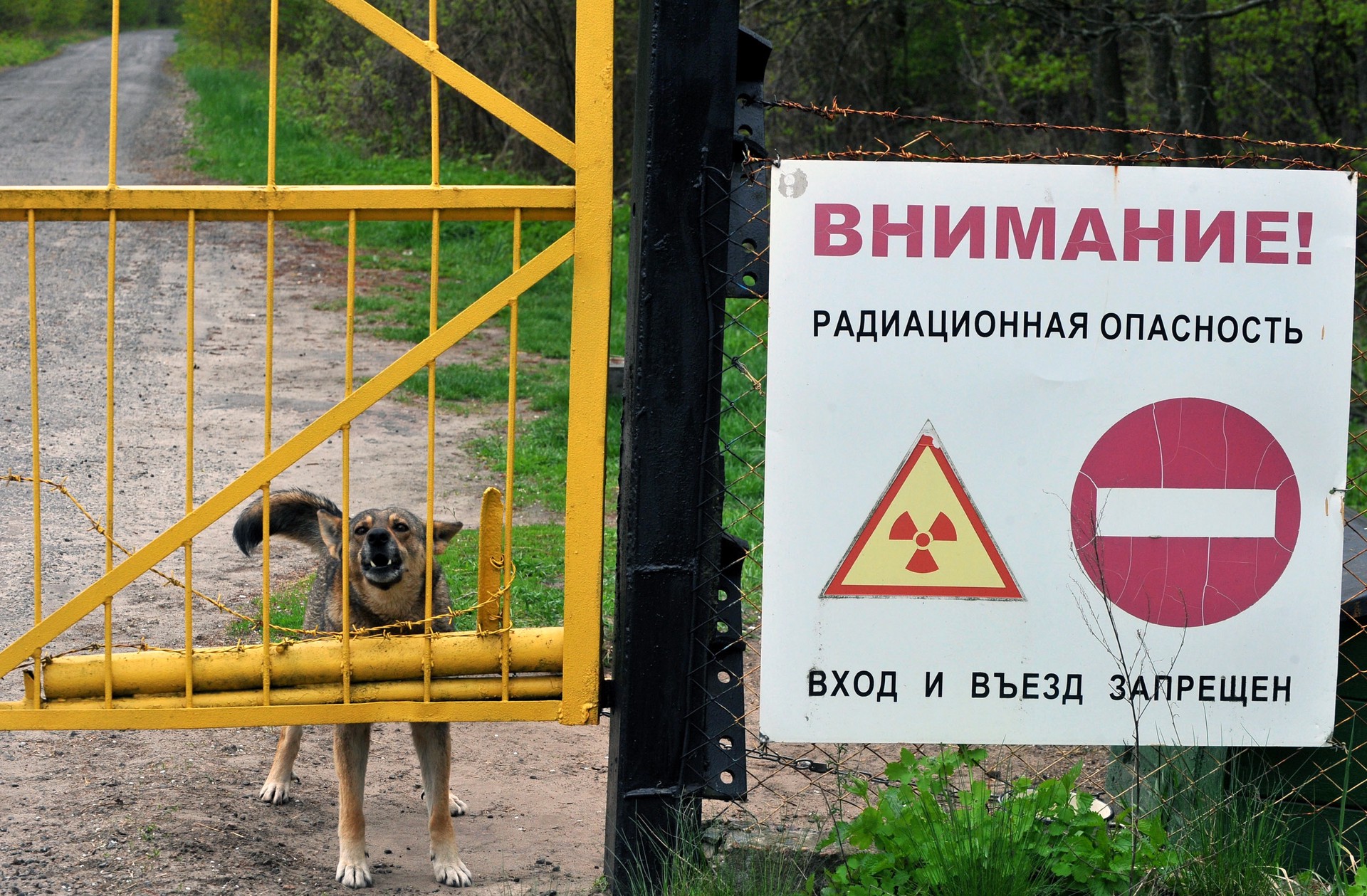 Эксперт по радиации объяснил, откуда в Чернобыле взялись синие собаки