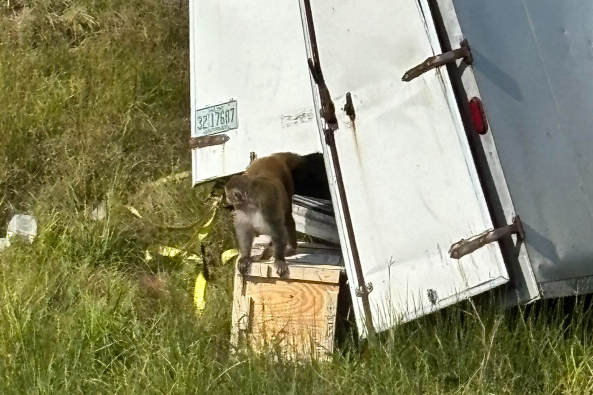 Зараженные вирусами обезьяны сбежали в Миссисипи