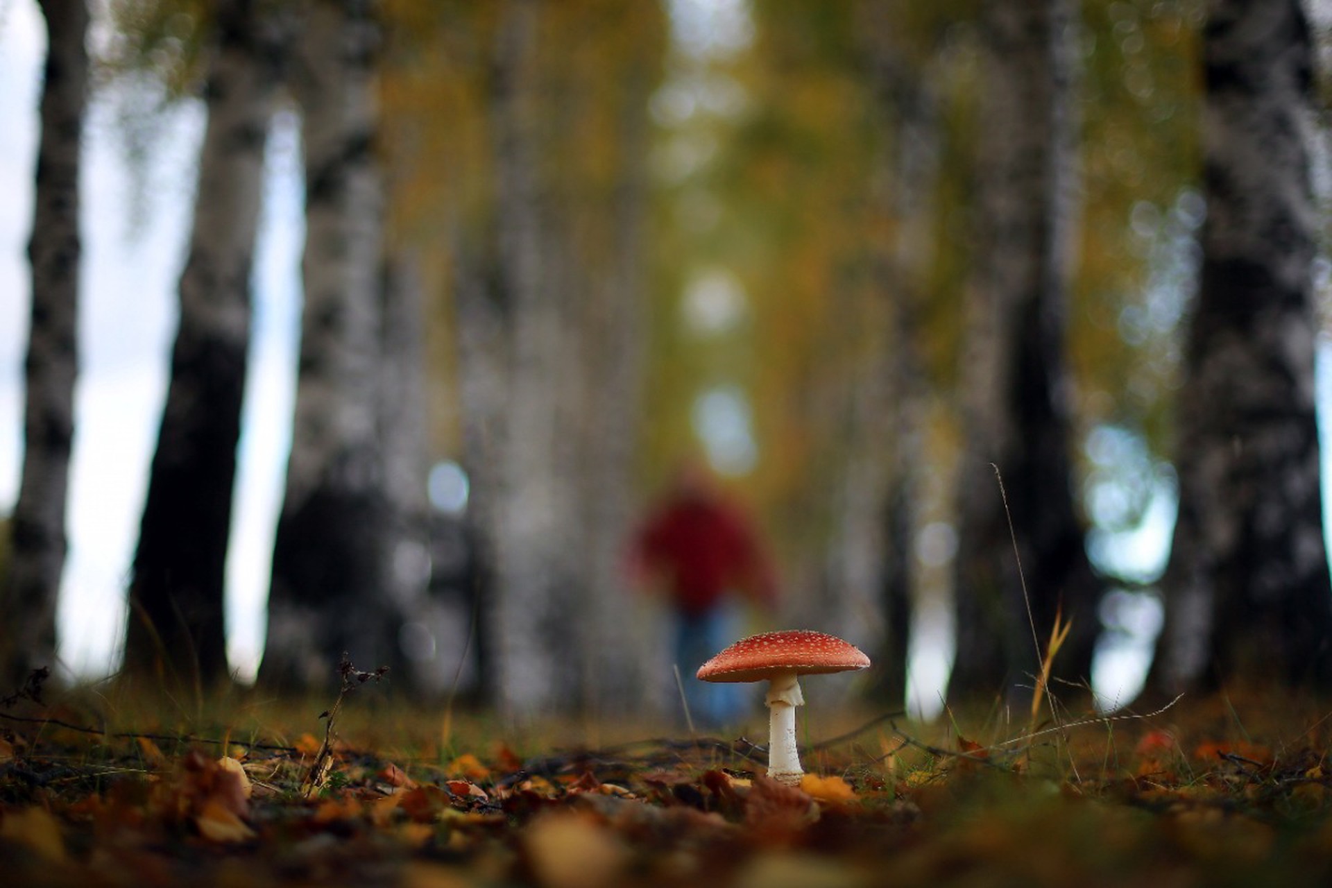 Врач предупредила о смертельной опасности употребления мухоморов