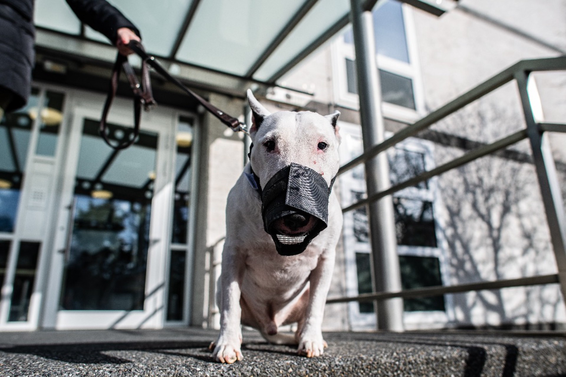 Ввести «собачье ОСАГО» для ряда пород предложили в России