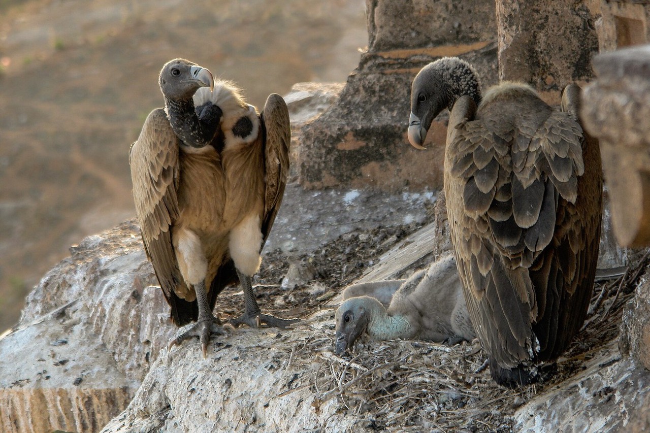 Кровь на наших руках: самые резонансные случаи гибели животных от действий человека