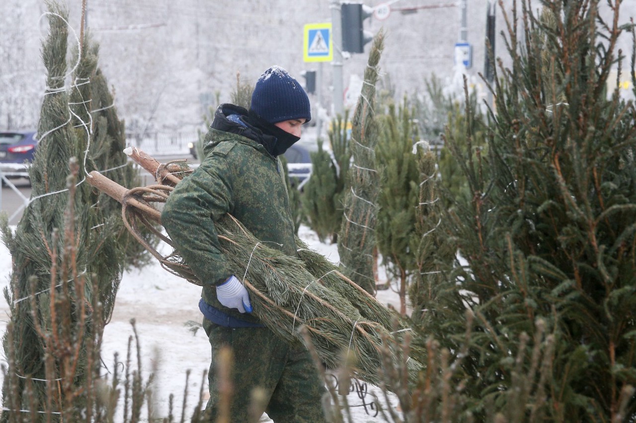 Живая ель против искусственной: честный разбор, что выгоднее и экологичнее