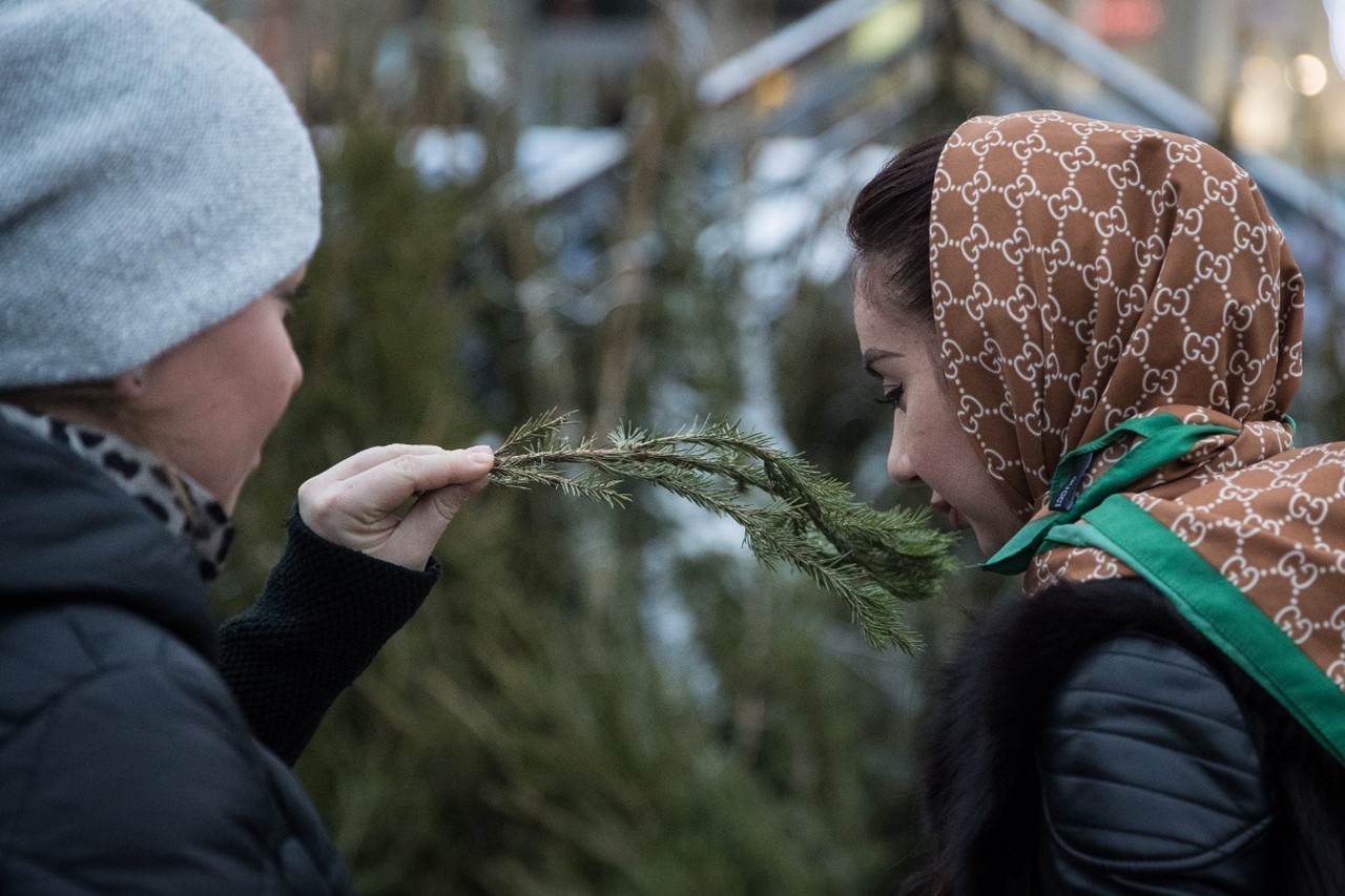 Живая ель против искусственной: честный разбор, что выгоднее и экологичнее